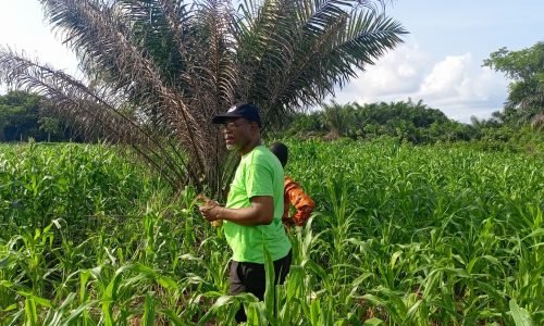 Founder inspecting two acre maize farm in Ghana